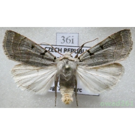 Eugnorisma glareosa (Esper, 1788) Czech36i